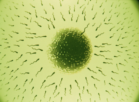 An image of an egg with hundreds of sperm swimming towards it. One sperm has reached the egg. The image has a green colour to it.