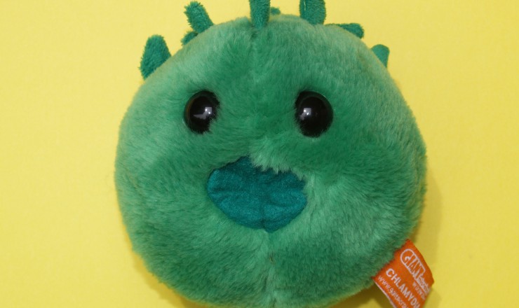 A photo of a stuffed toy representing Chlamydia. It is a green ball, with green tendrils on the top, has a dark green spot that looks like a mouth, and two black eyes.