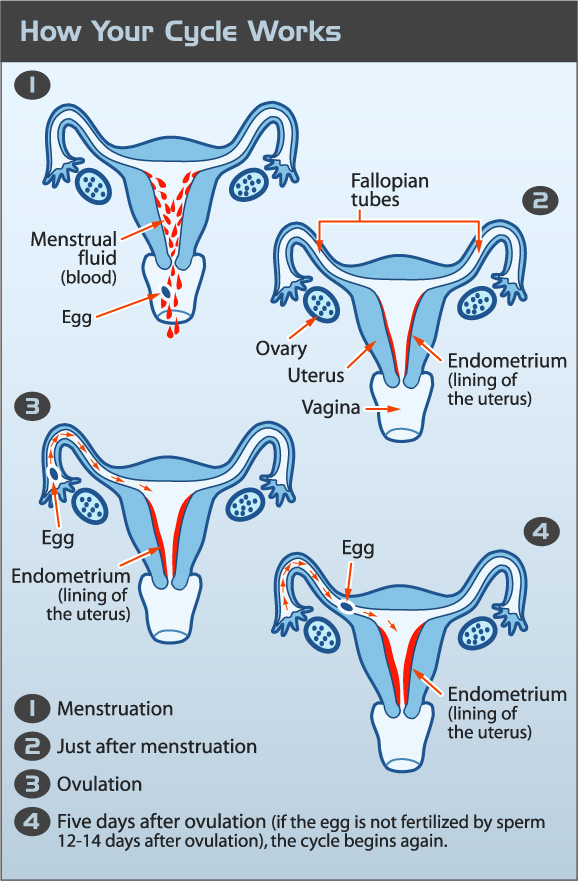 Menstrual Cycle Diagram Uterus