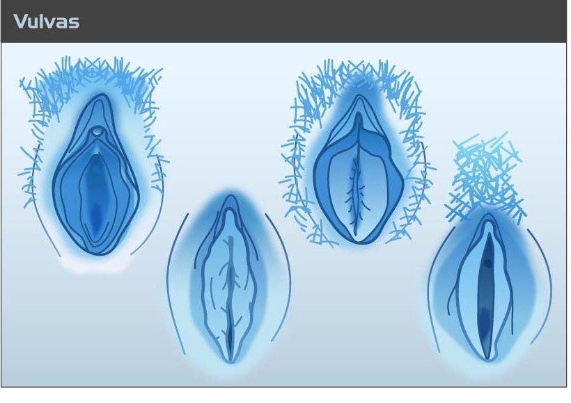 A diagram showing how vulvas all look different.