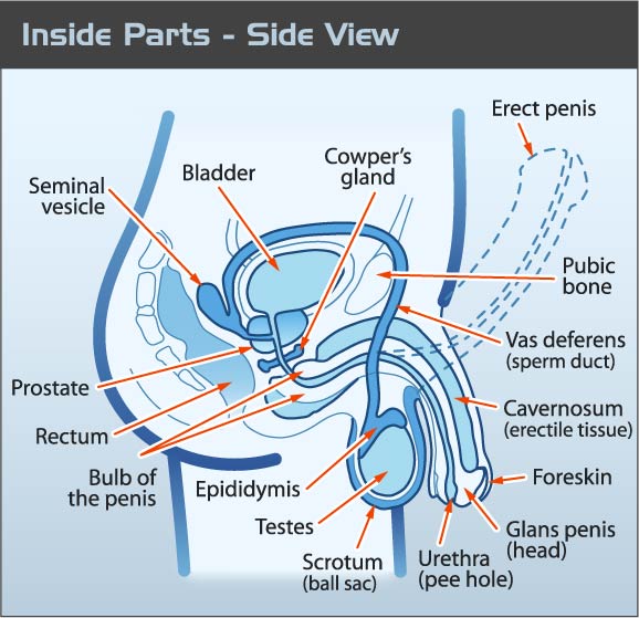 Inside Penis